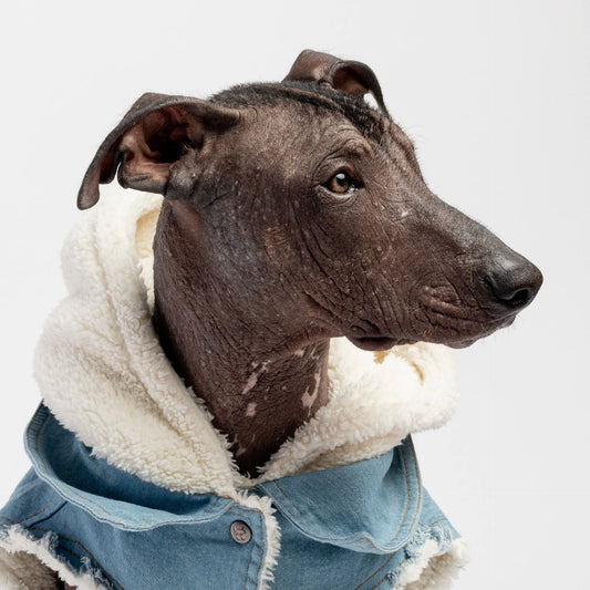 Justin - Denim Dog Jacket - Puritific