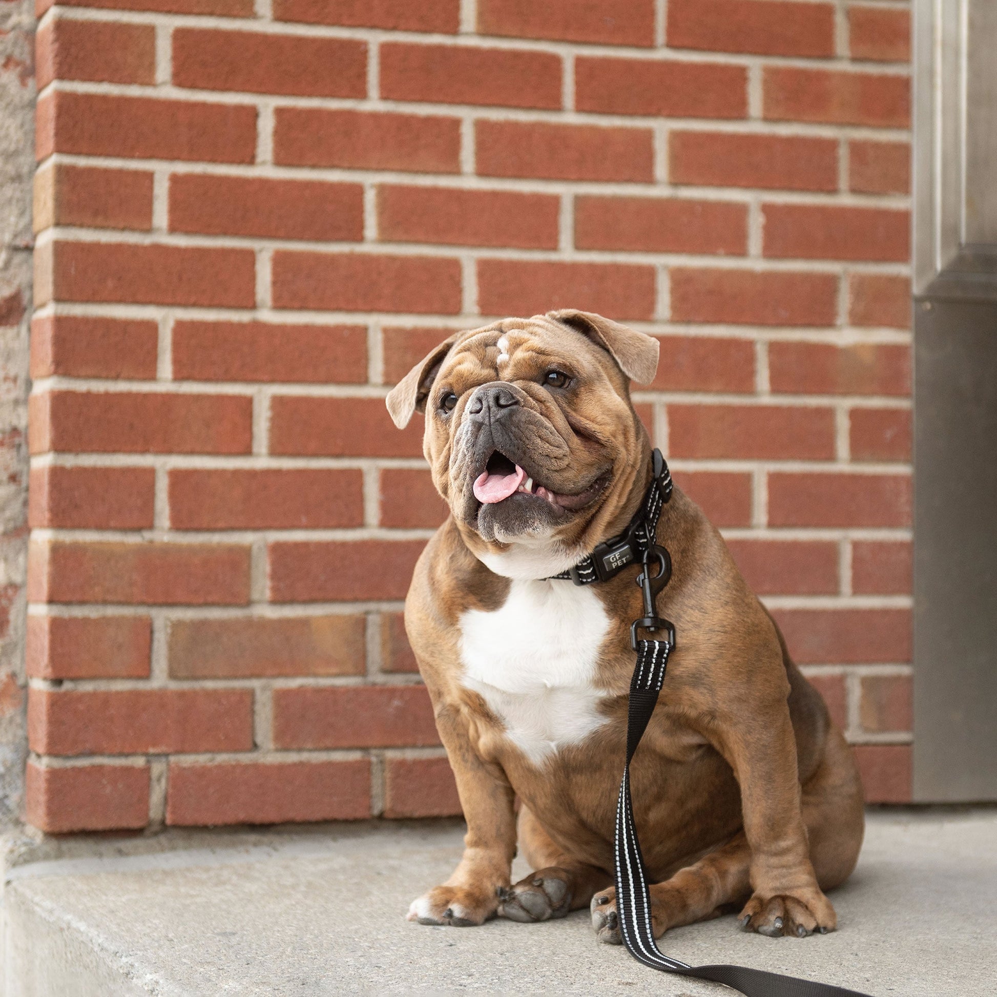 Reflective Leash - Black - Puritific