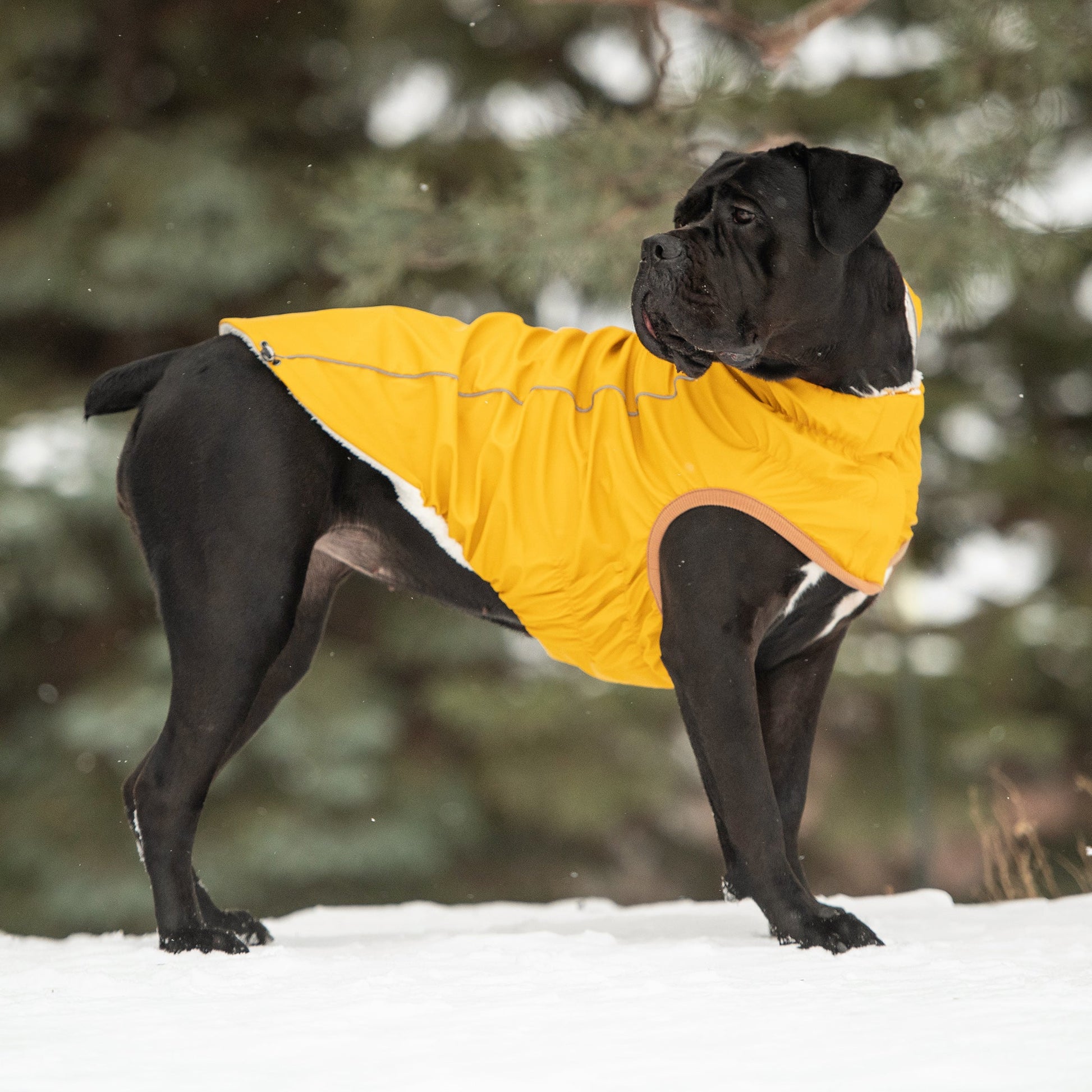 Insulated Raincoat - Yellow - Puritific