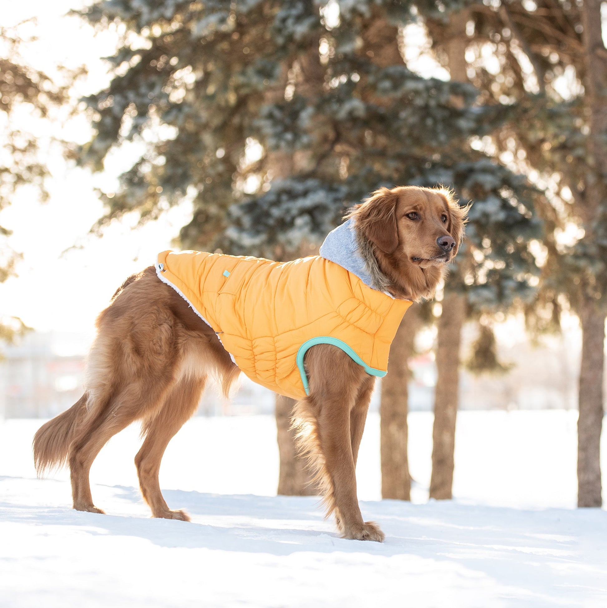 Winter Sailor Parka - Yellow - Puritific