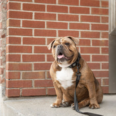 Reflective Collar - Black - Puritific