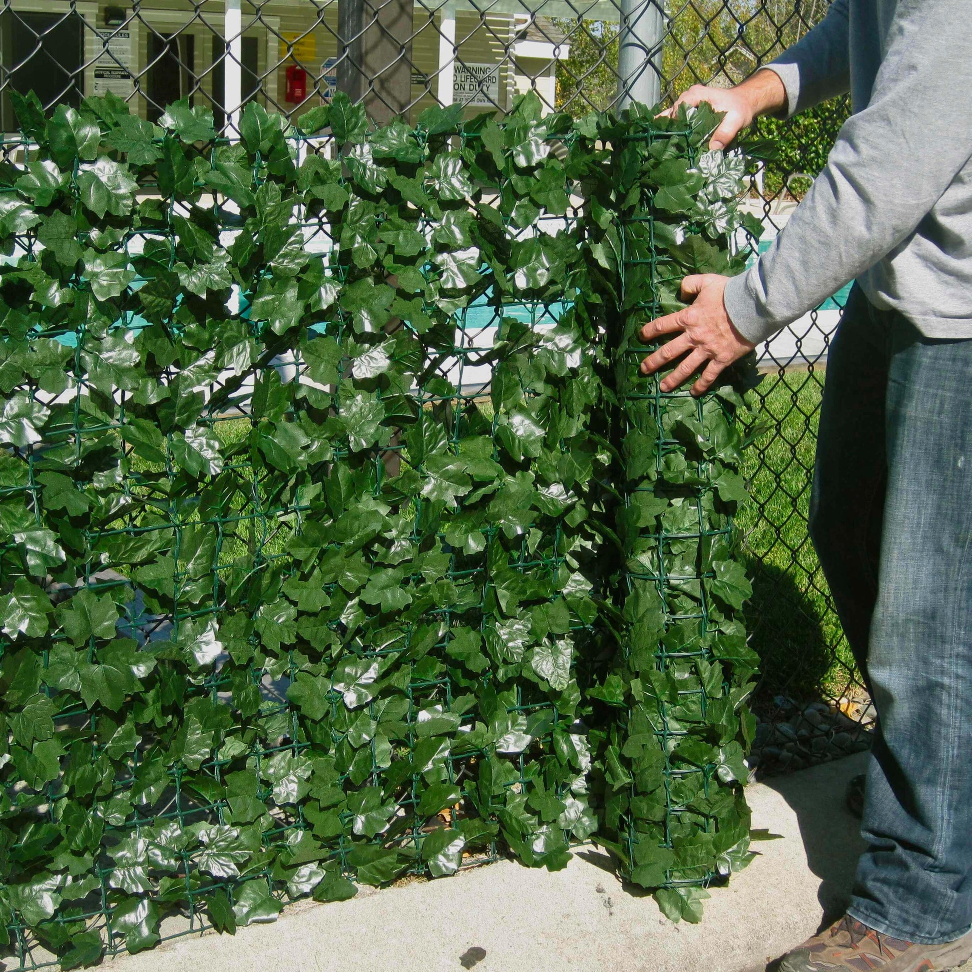 Artificial Privacy Ivy Roll 32.29 square foot - Puritific