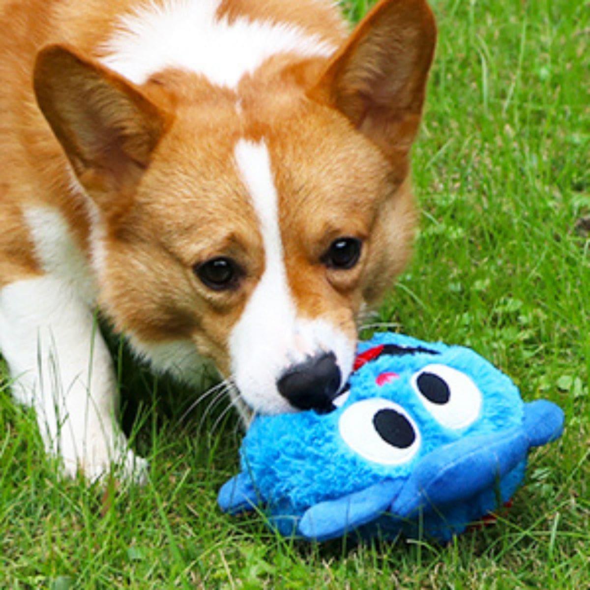 Cute Monster - Interactive Dog Toy - Puritific