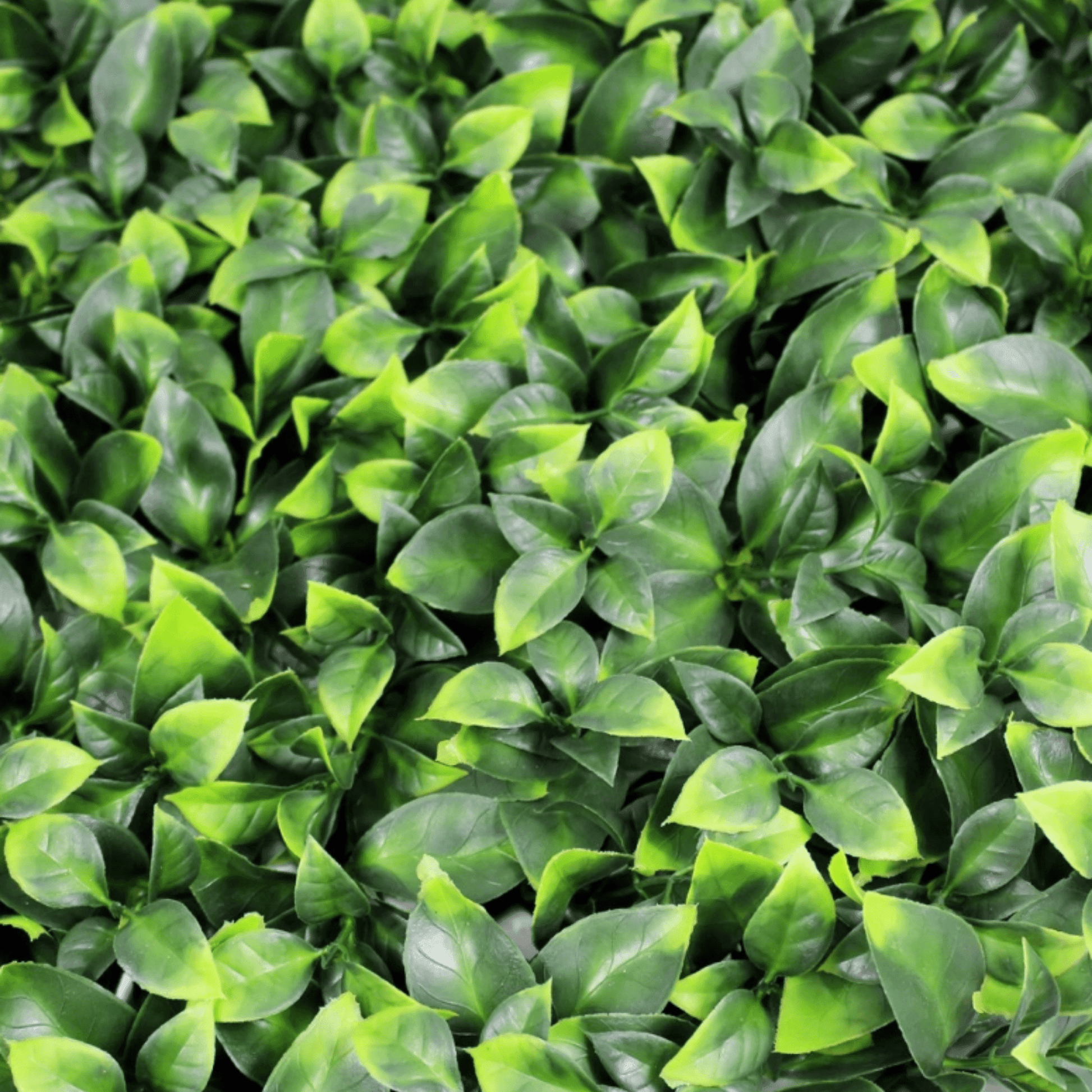 Jasmine Artificial Green Wall 40" x 40" 11SQ FT UV Resistant - Puritific