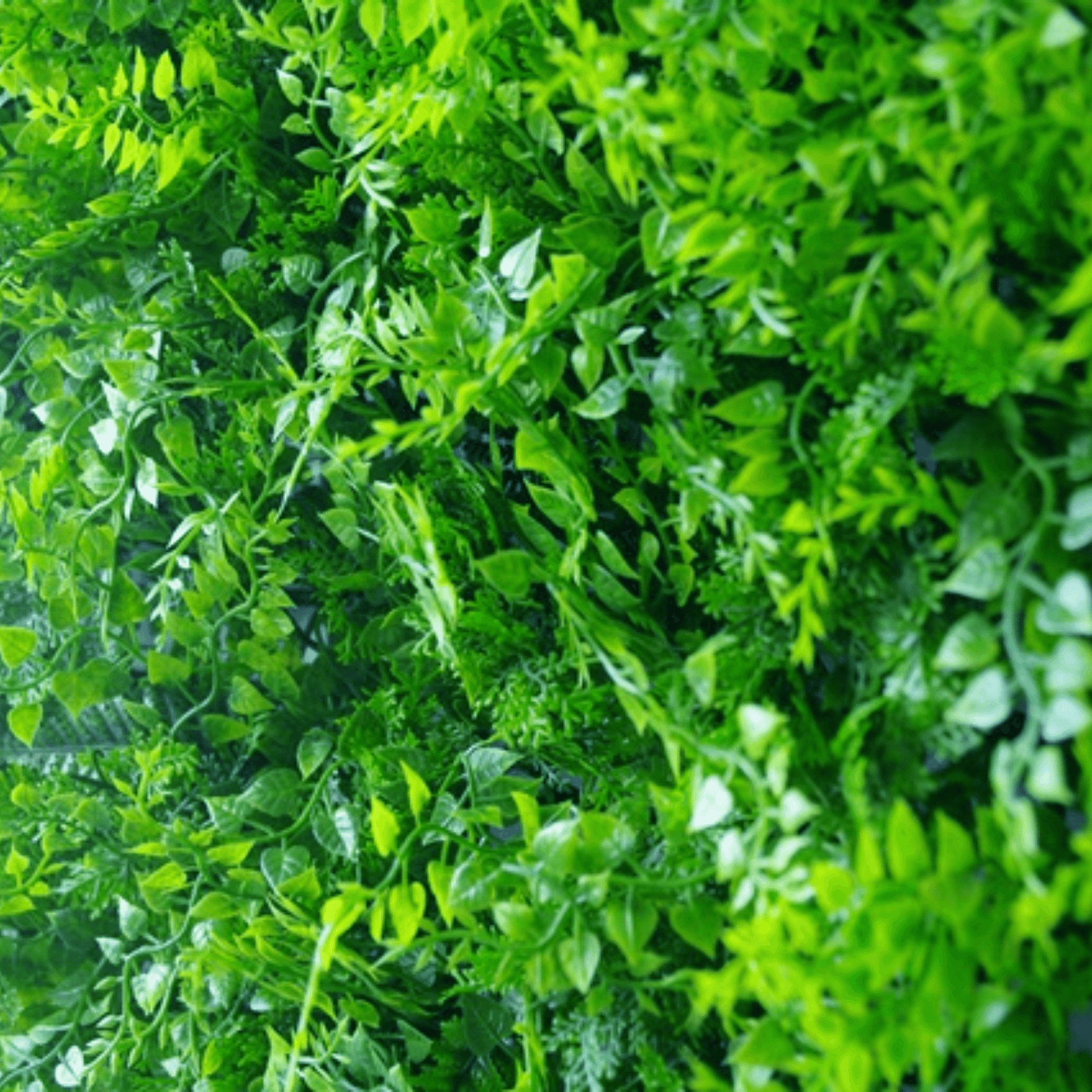 Lush Fern Artificial Green Wall 40" x 40" 11SQ FT UV Resistant - Puritific