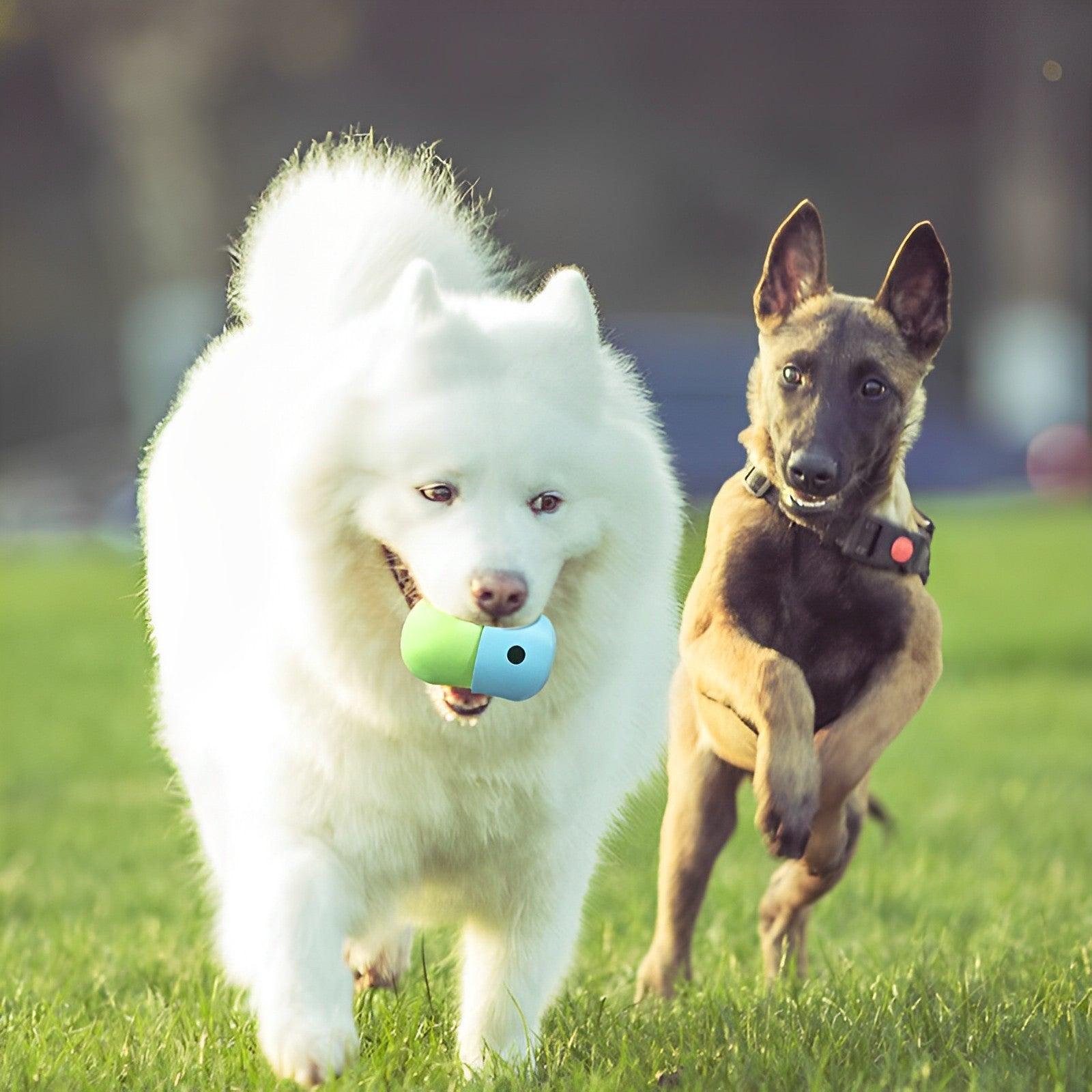 Pet Food Toy - Puritific