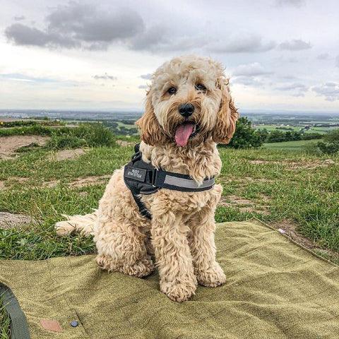 Safety Dog Harness - Puritific