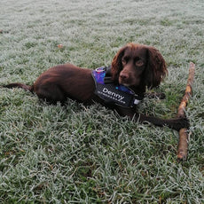 Safety Dog Harness - Puritific