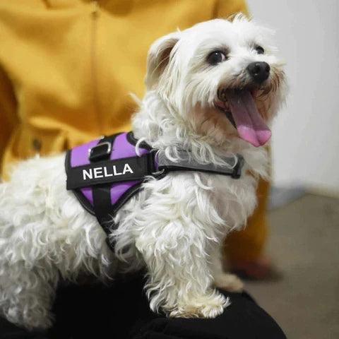 Safety Dog Harness - Puritific