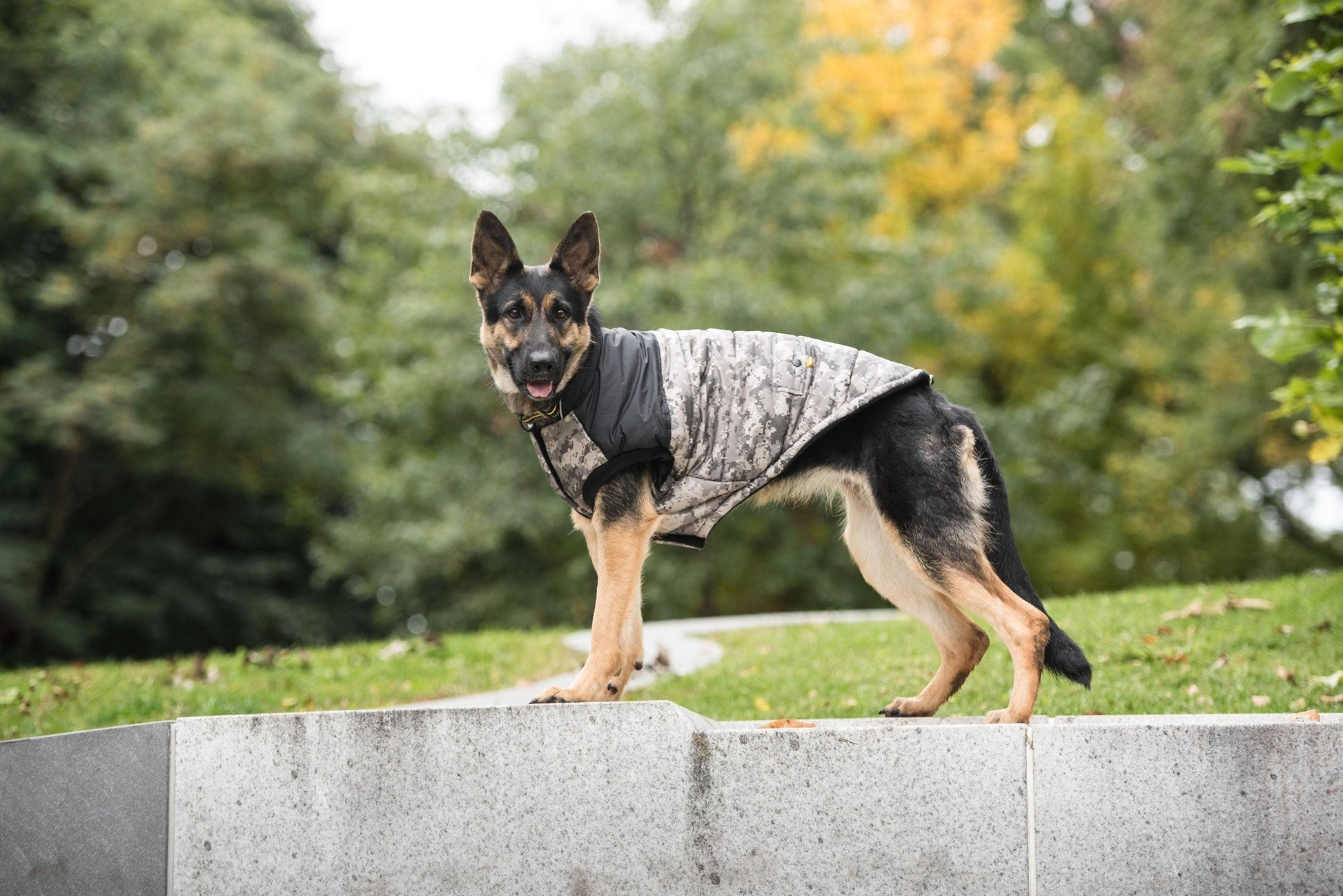 US Army Dog Jacket - Camo - Puritific